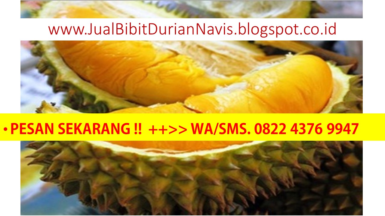 bibit durian musang king