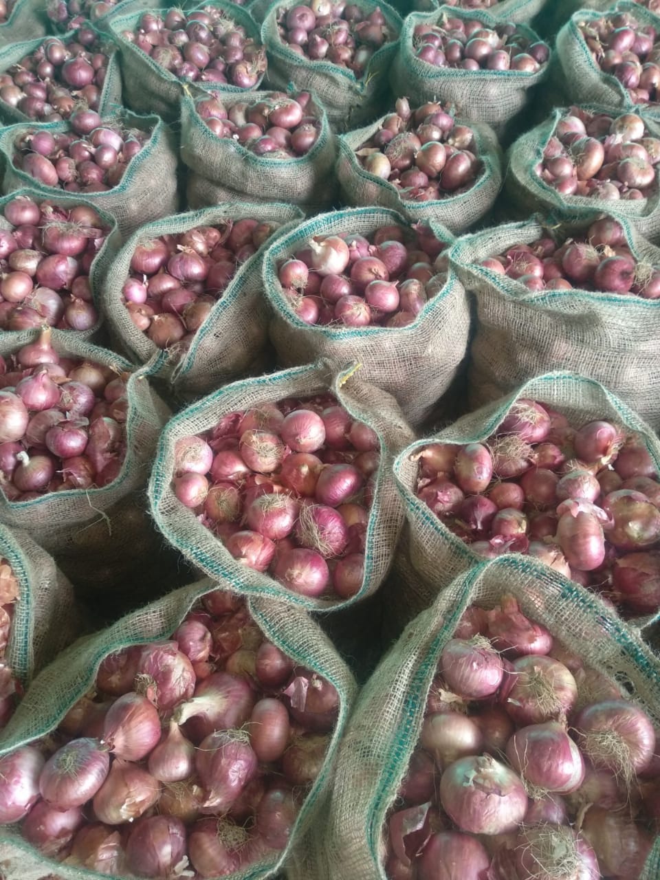 Red onion