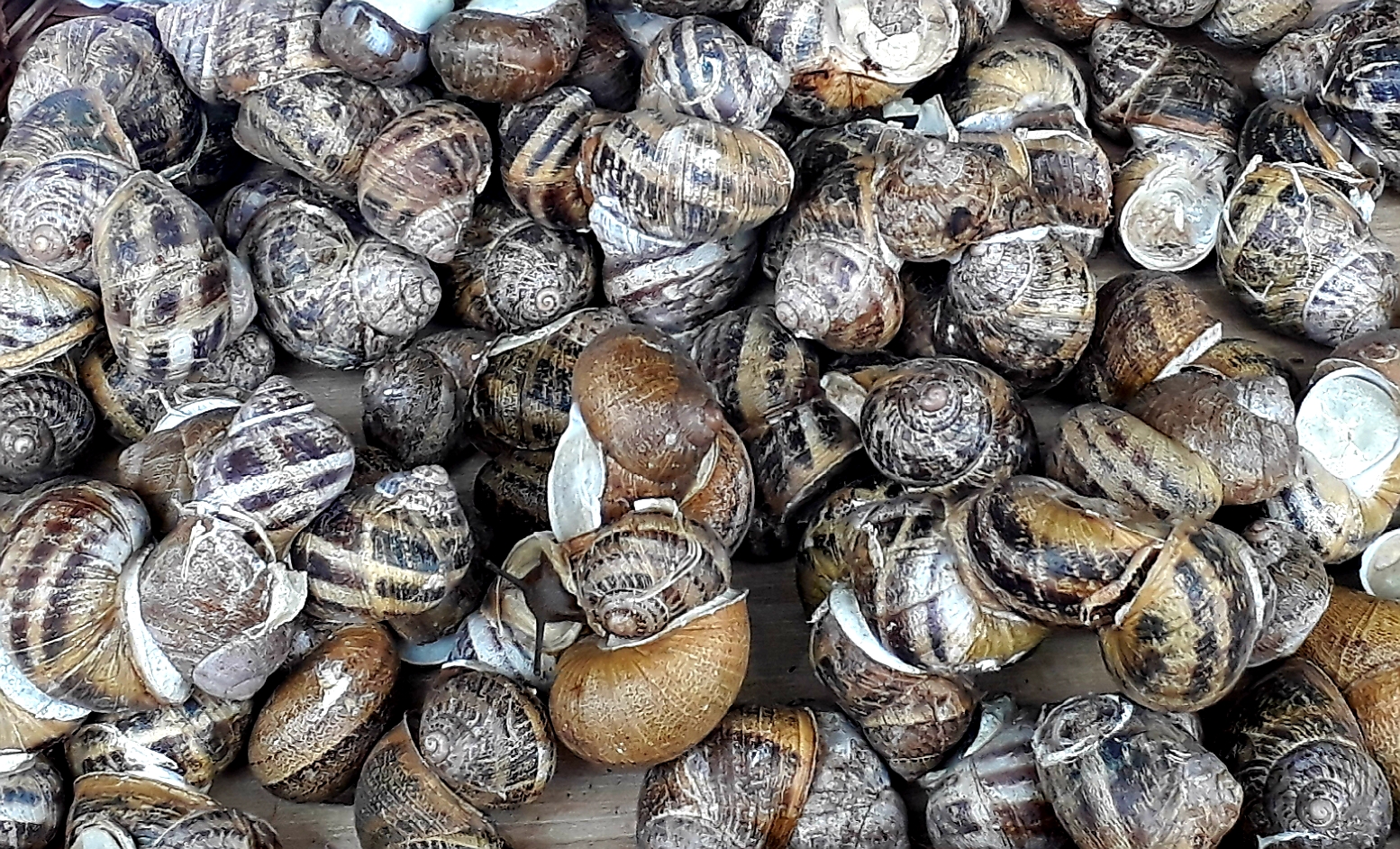 ORAN SNAIL