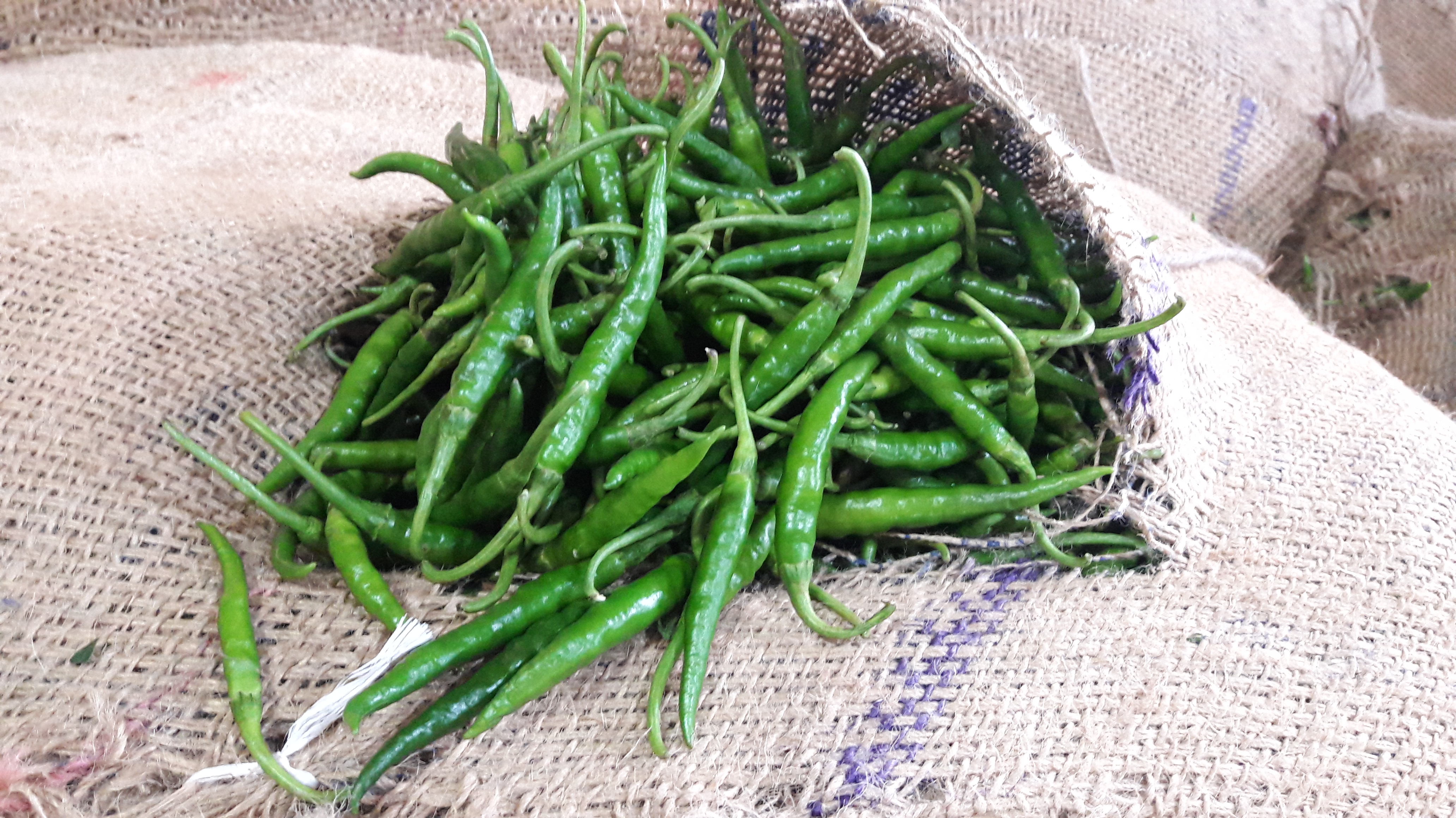 shree aarya export