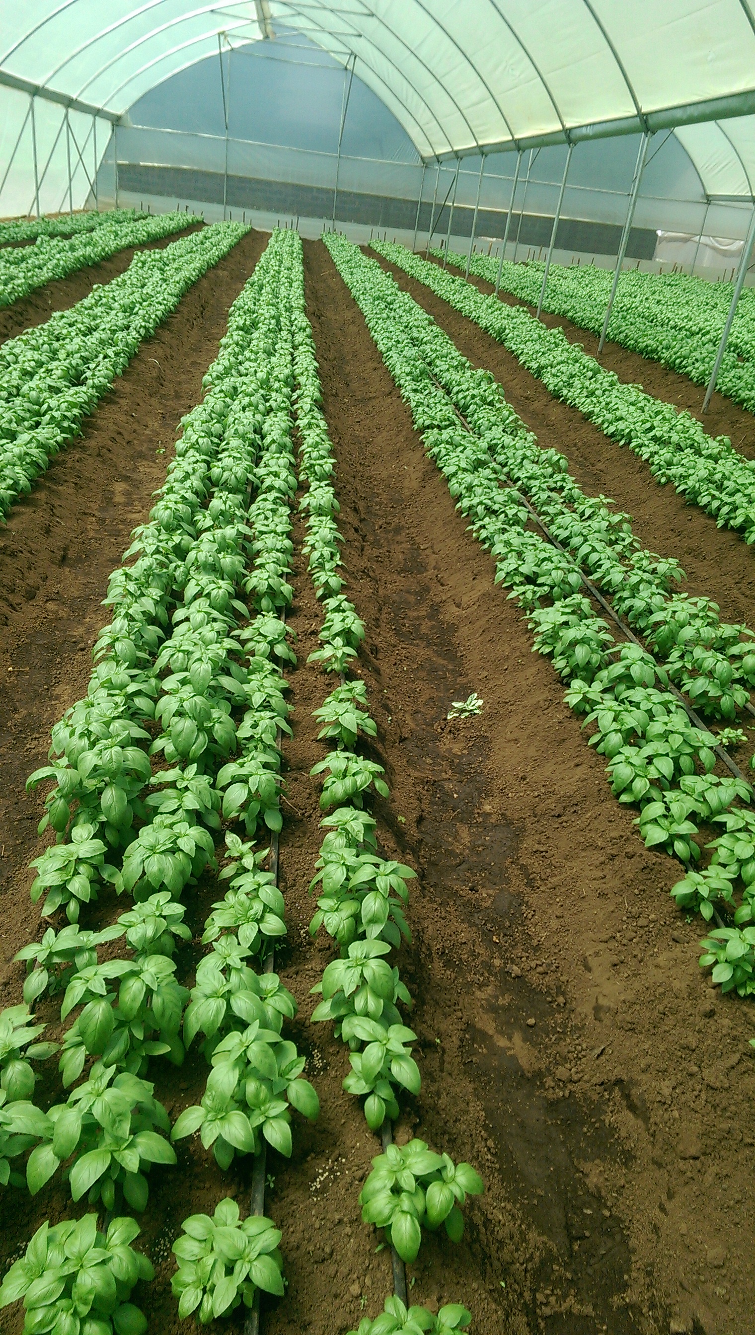 Premier Seed